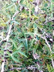 Berberis trifoliolata