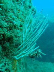 Eunicella singularis