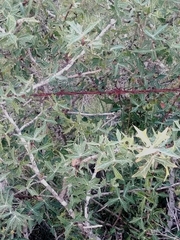 Berberis trifoliolata