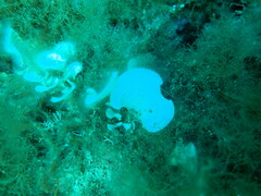 Padina pavonica
