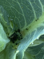 Brevicoryne brassicae