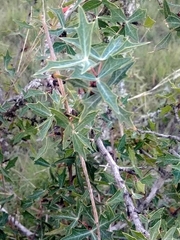 Berberis trifoliolata