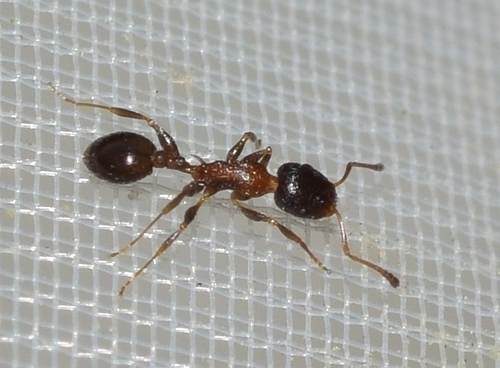 Temnothorax algiricusTemnothorax algiricus