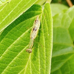 Odontomantis