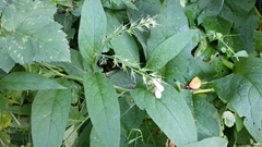 Symphytum × uplandicum