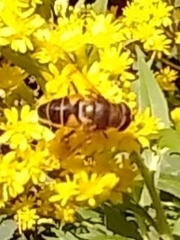 Eristalis pertinax