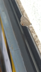 Jamides alecto dromicus