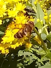 Eristalis pertinax