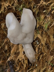 Helvella
