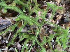 Lycopodium clavatum