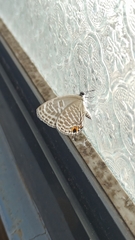 Jamides alecto dromicus