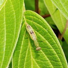 Odontomantis
