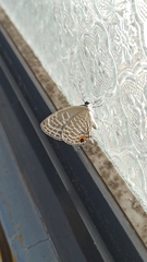 Jamides alecto dromicus