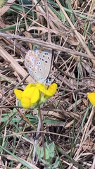 Polyommatus bellargus