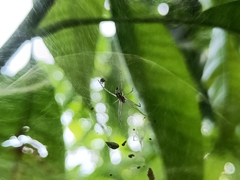 Cyrtophora cicatrosa