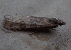 Nomophila nearctica