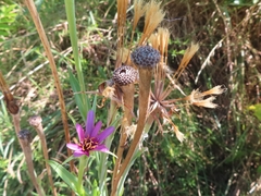 Tragopogon porrifolius