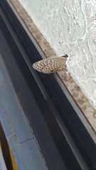 Jamides alecto dromicus