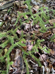 Lycopodium clavatum
