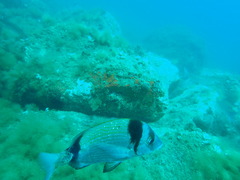 Diplodus vulgaris