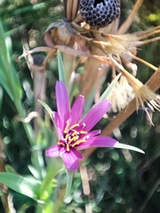 Tragopogon porrifolius