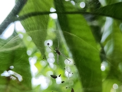 Cyrtophora cicatrosa