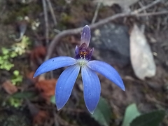 Cyanicula caerulea
