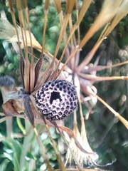 Tragopogon porrifolius