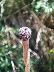 Tragopogon porrifolius