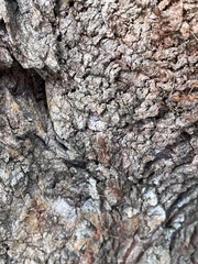 Oecophylla smaragdina