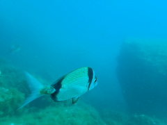 Diplodus vulgaris