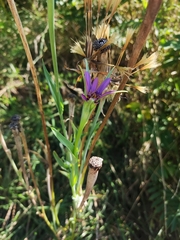 Tragopogon porrifolius