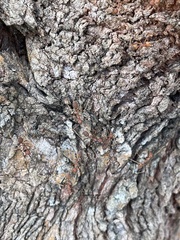 Oecophylla smaragdina