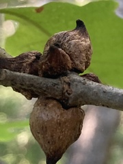 Disholcaspis bassetti