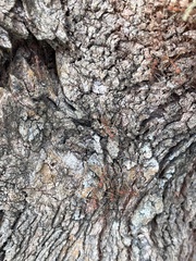 Oecophylla smaragdina