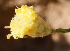 Chrysocephalum puteale