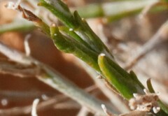 Chrysocephalum puteale