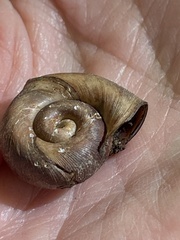 Planorbella trivolvis