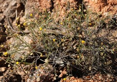 Chrysocephalum puteale