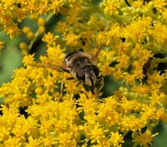 Eristalis nemorum