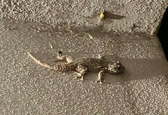 Tarentola mauritanica