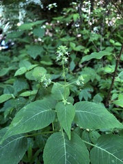 Circaea cordata