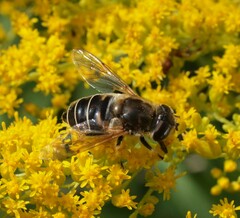 Eristalis nemorum