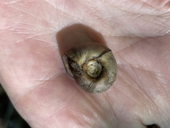 Planorbella trivolvis