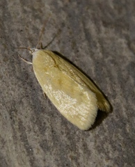 Earias