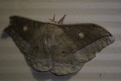 Antheraea