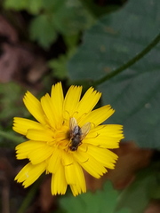 Hieracium maculatum