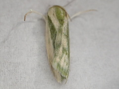 Earias huegeliana