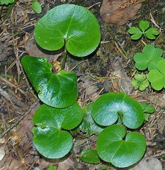 Asarum europaeum