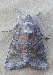 Lacinipolia meditata